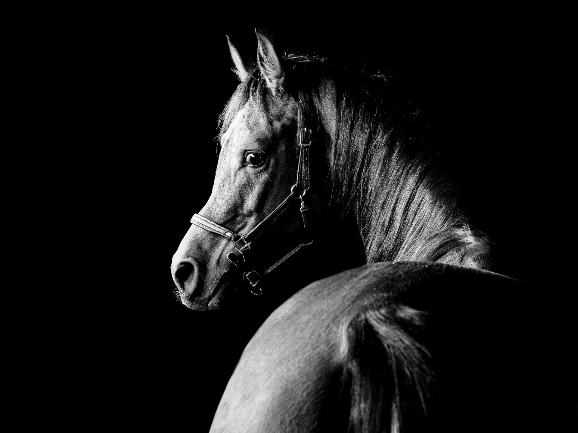 Black Beauty